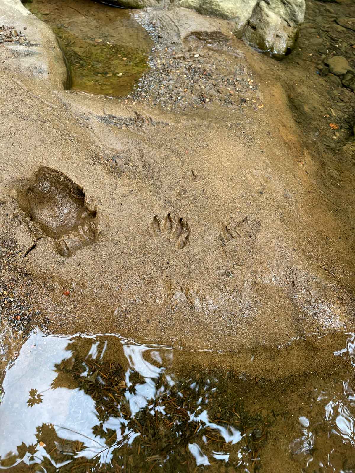 Footprints of others at the watering hole.