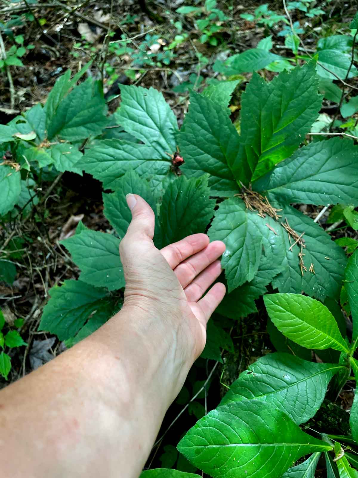 A small patch of large, probably fairly old goldenseal (Hydrastis canadensis).