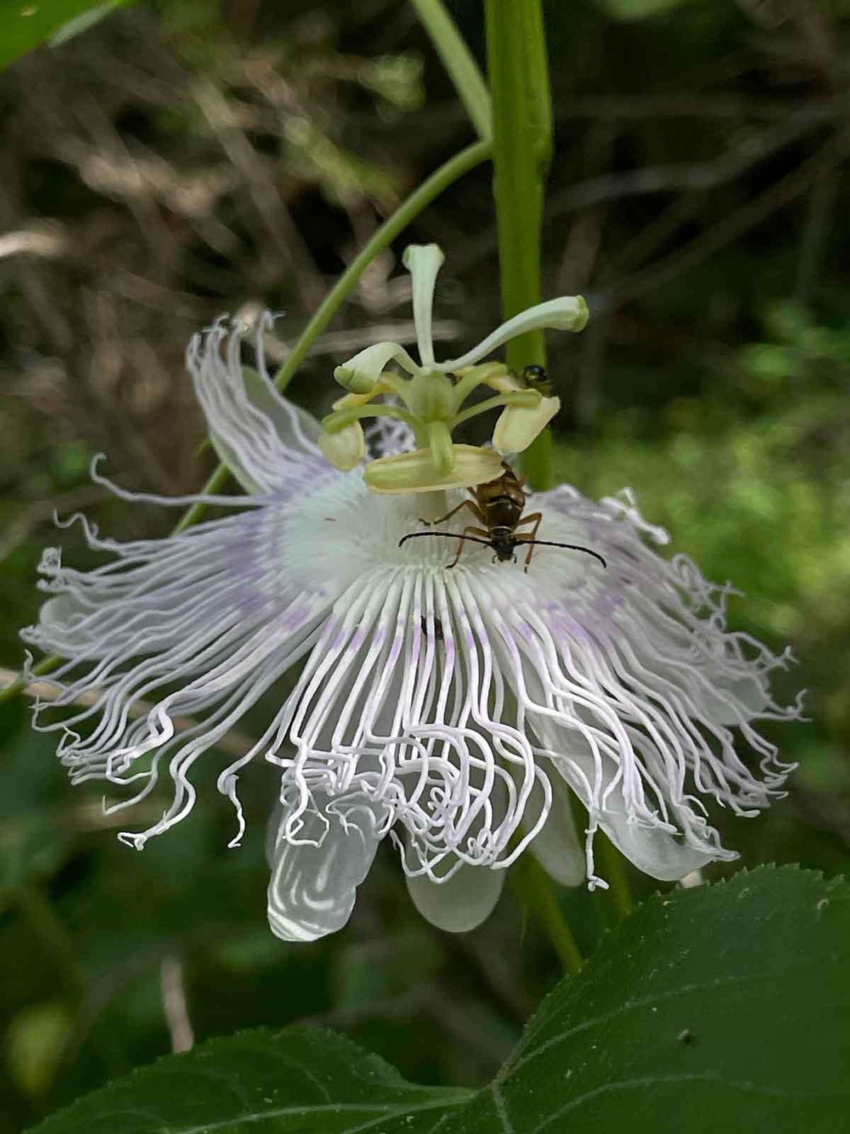 Passiflora incarnata, also called maypops or passionflower.