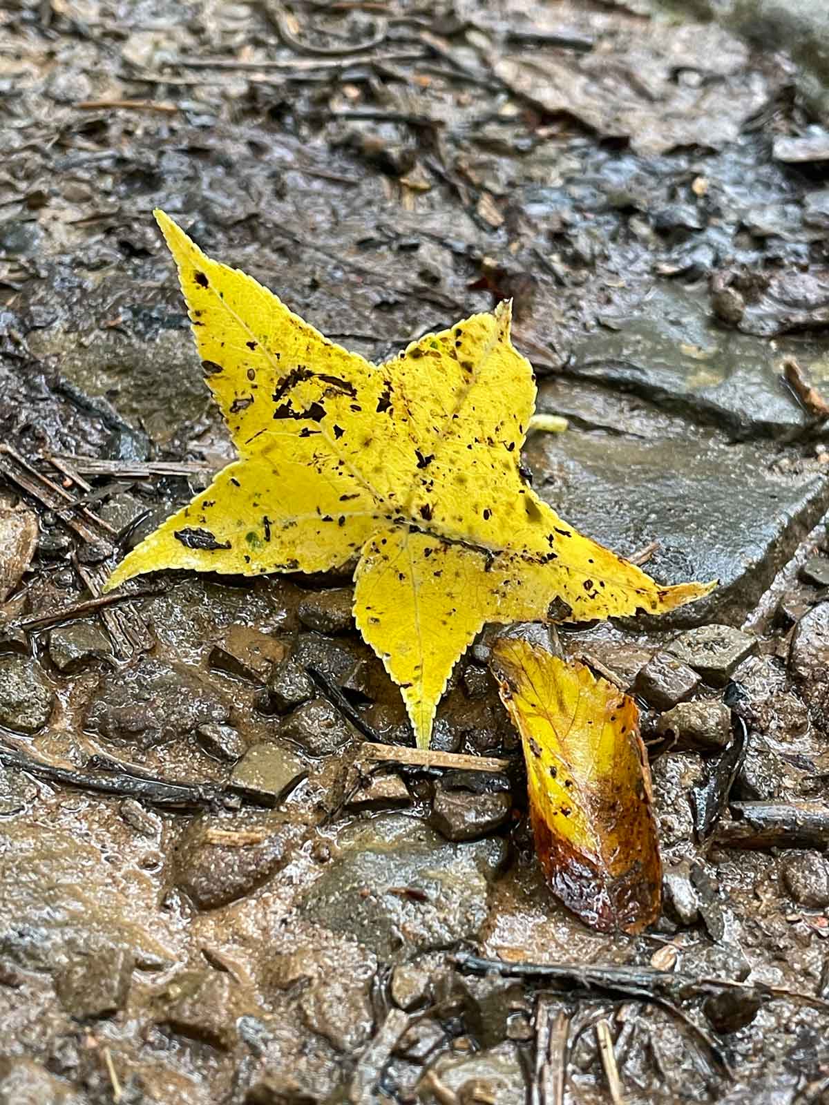 Sweet gum leaf yellow with anticipation of fall.
