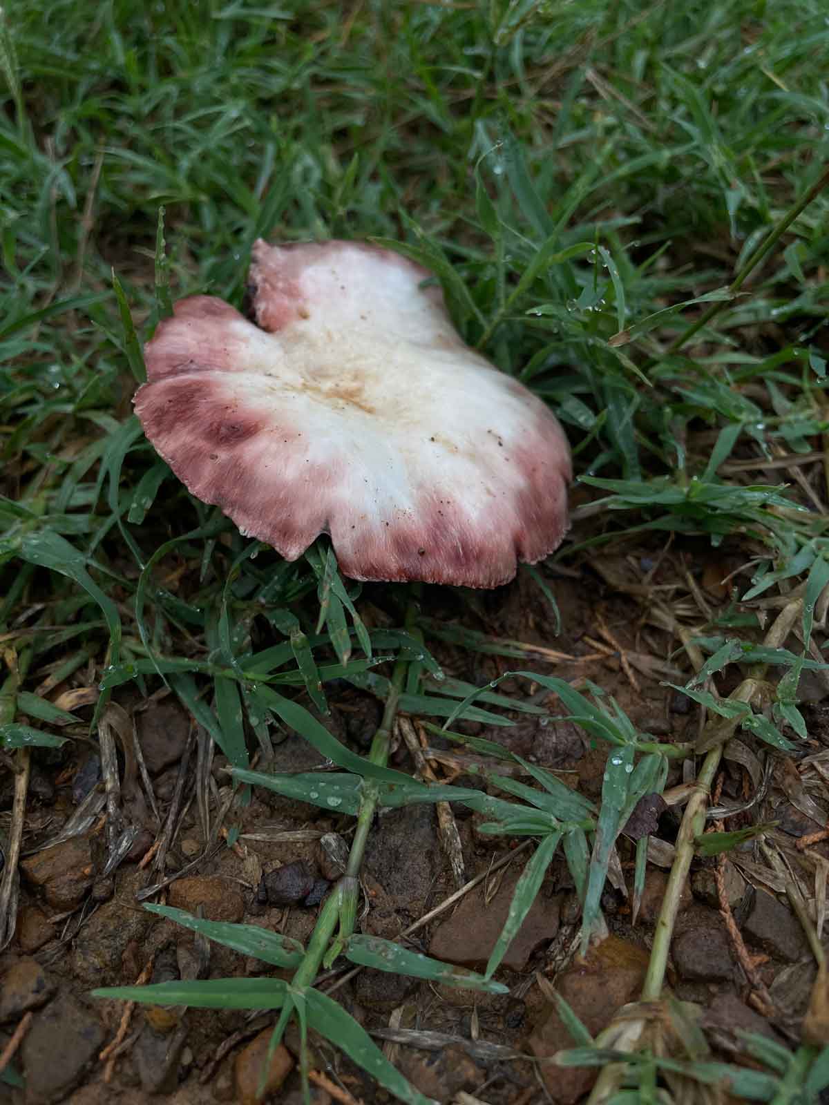 Unknown fungi.