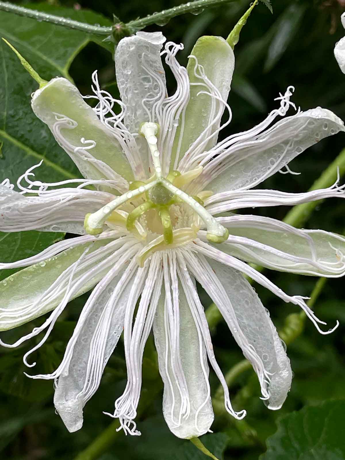The blossom of a white passionflower.