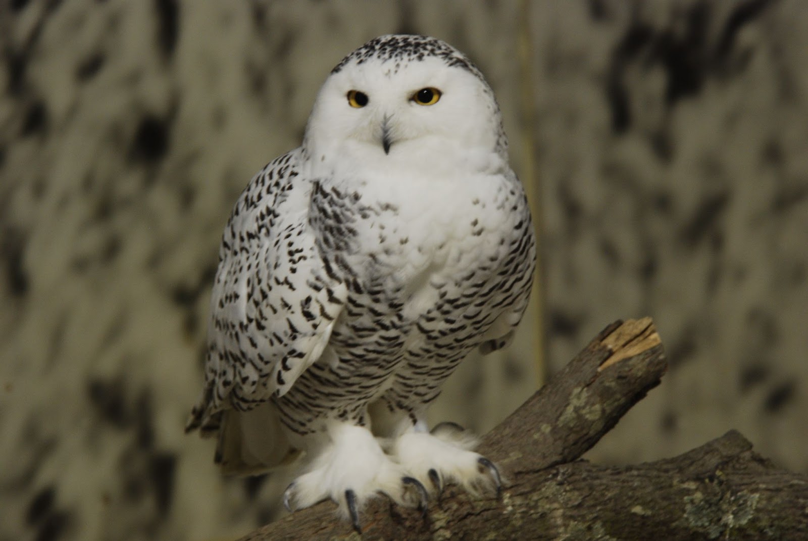 Photo credits to Flickr, “Arctic Owl in Fuzzy Slippers” by dbarronoss, used under CC BY-NC-ND 2.0 to illustrate an article by BioDB.com