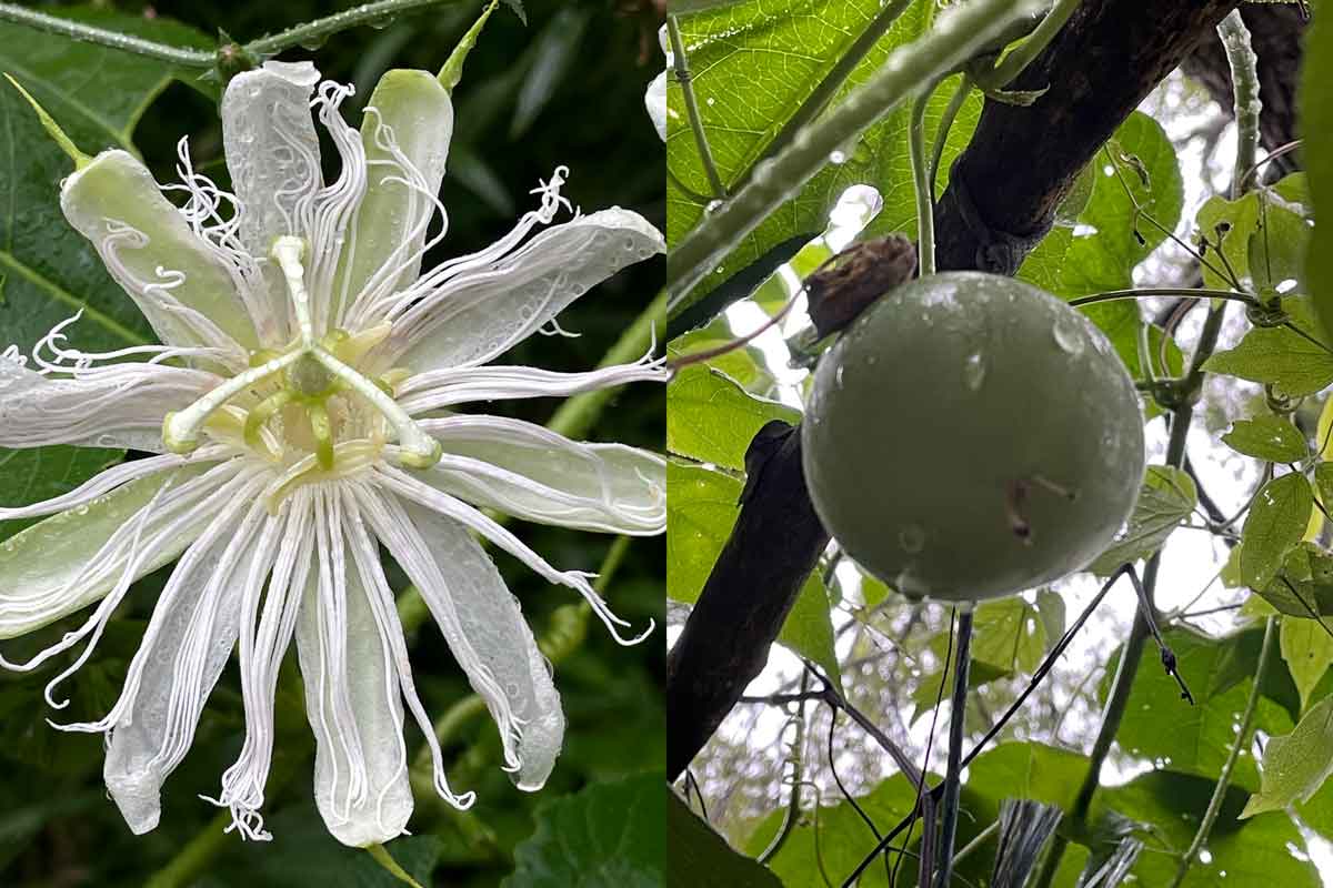 White Passionflower