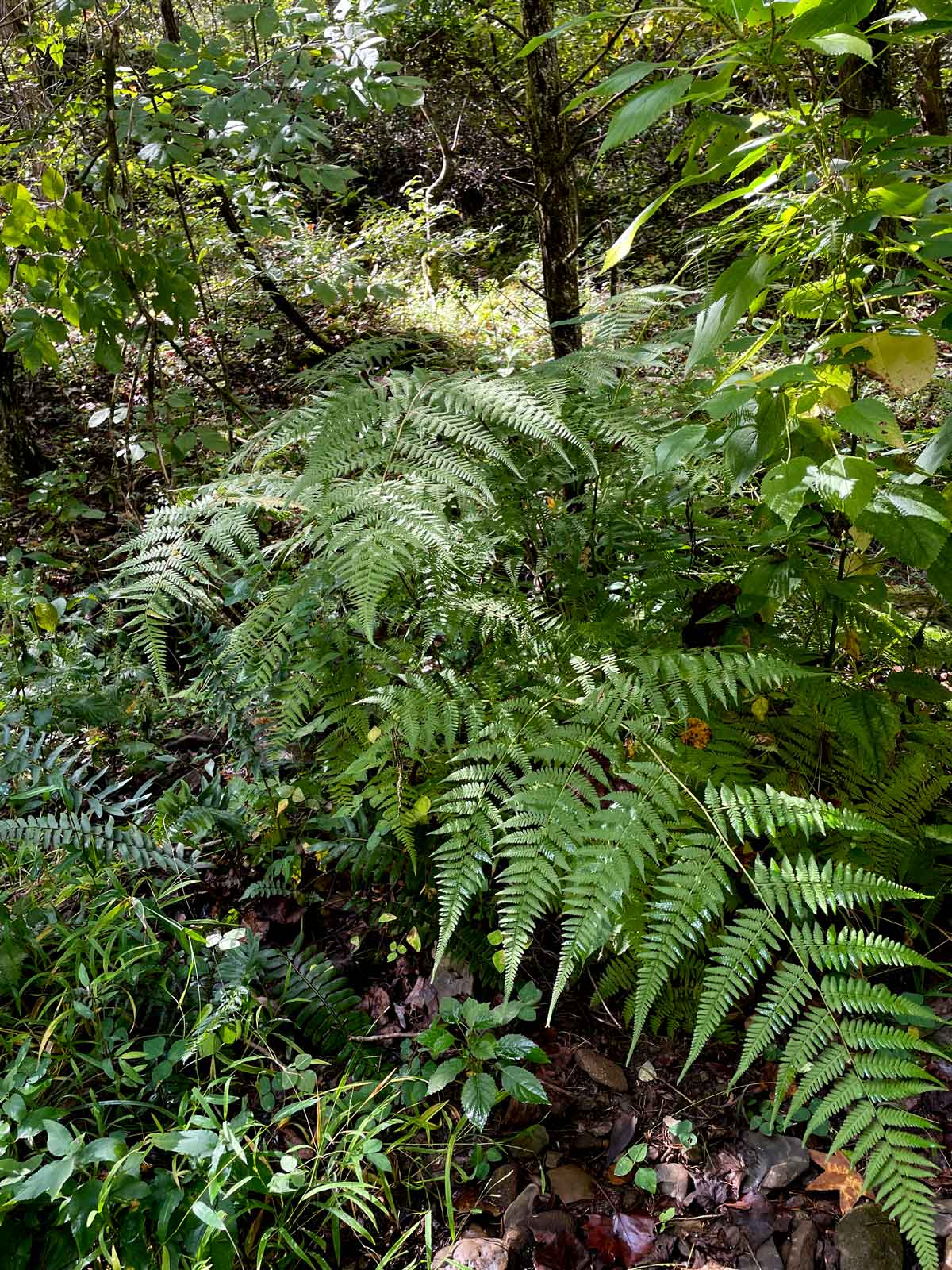 Lady fern that lives on a flotsam island in our creek.