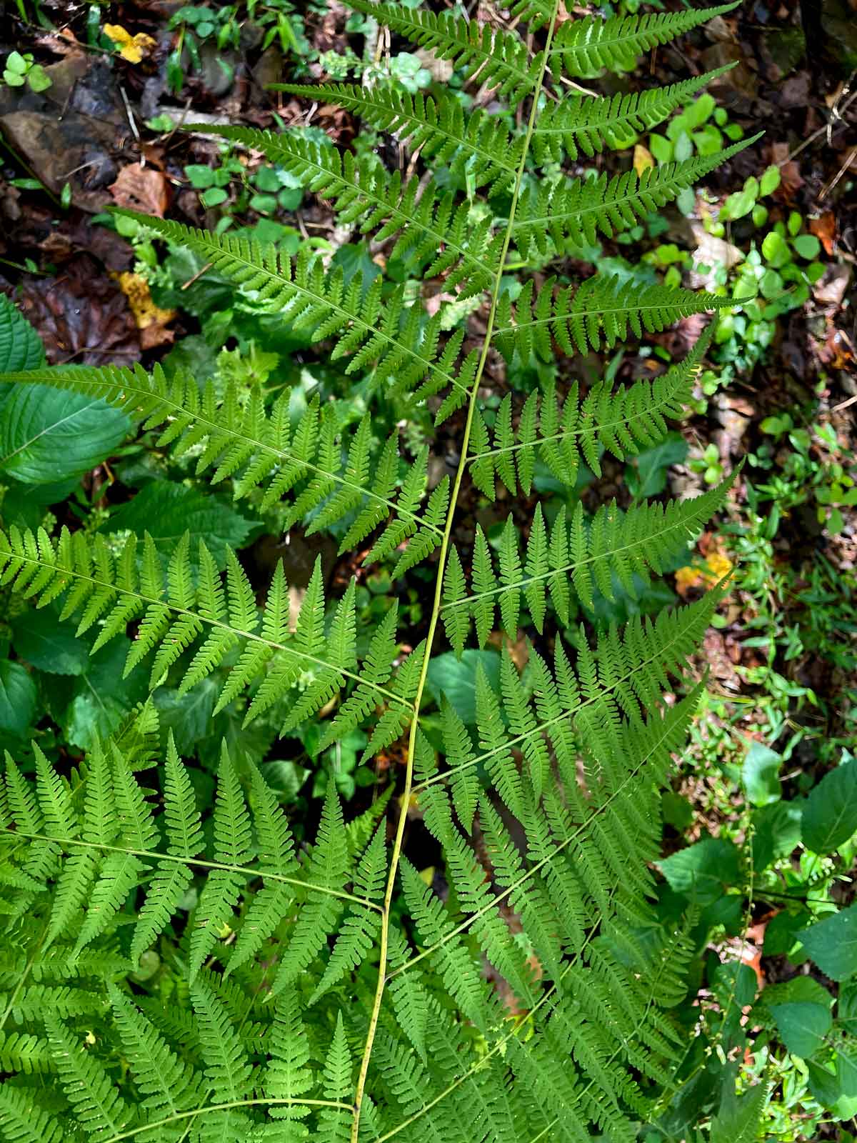 Underside of fertile Lady Fern frond.