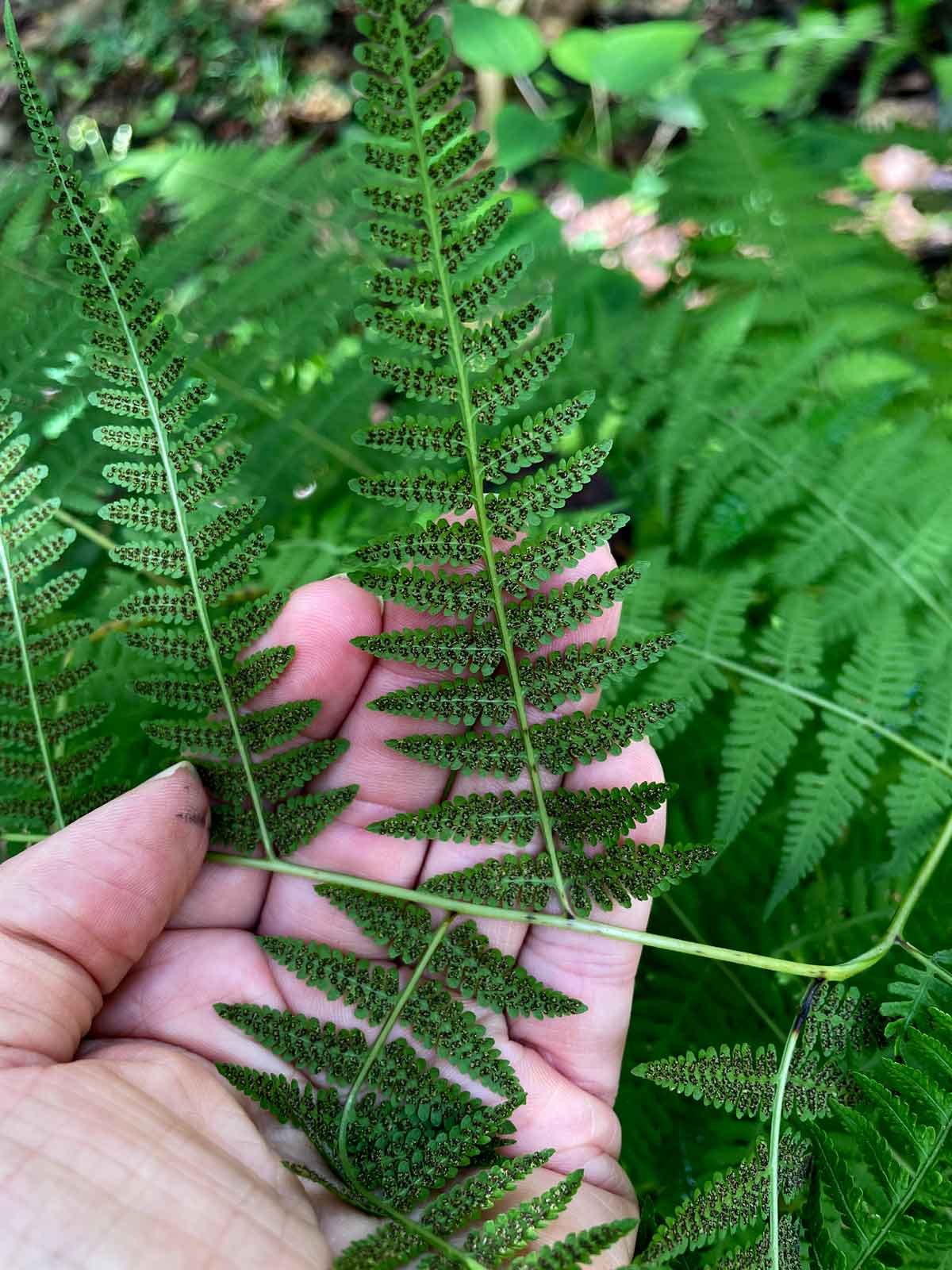 spores on the underside of a frond.