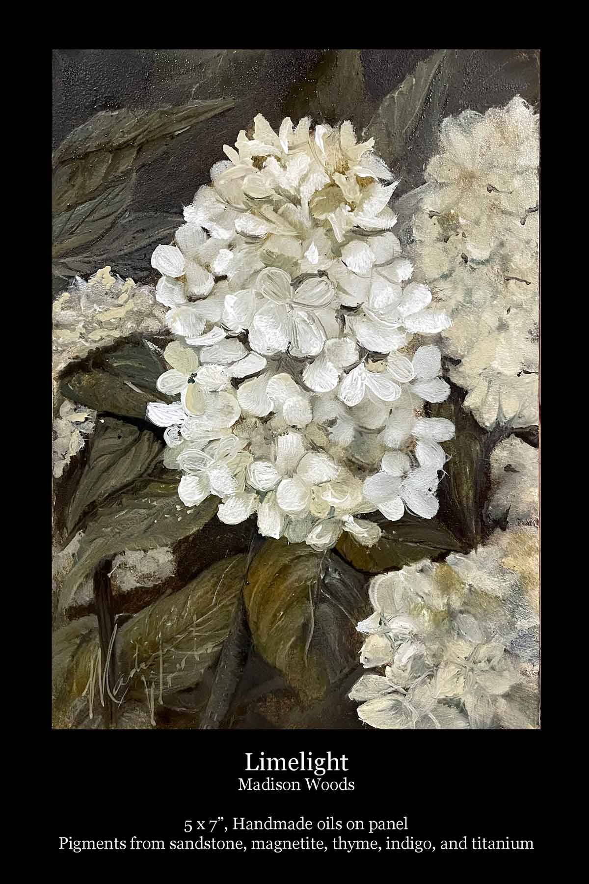 Limelight Hydrangeas in Progress | A commissioned painting