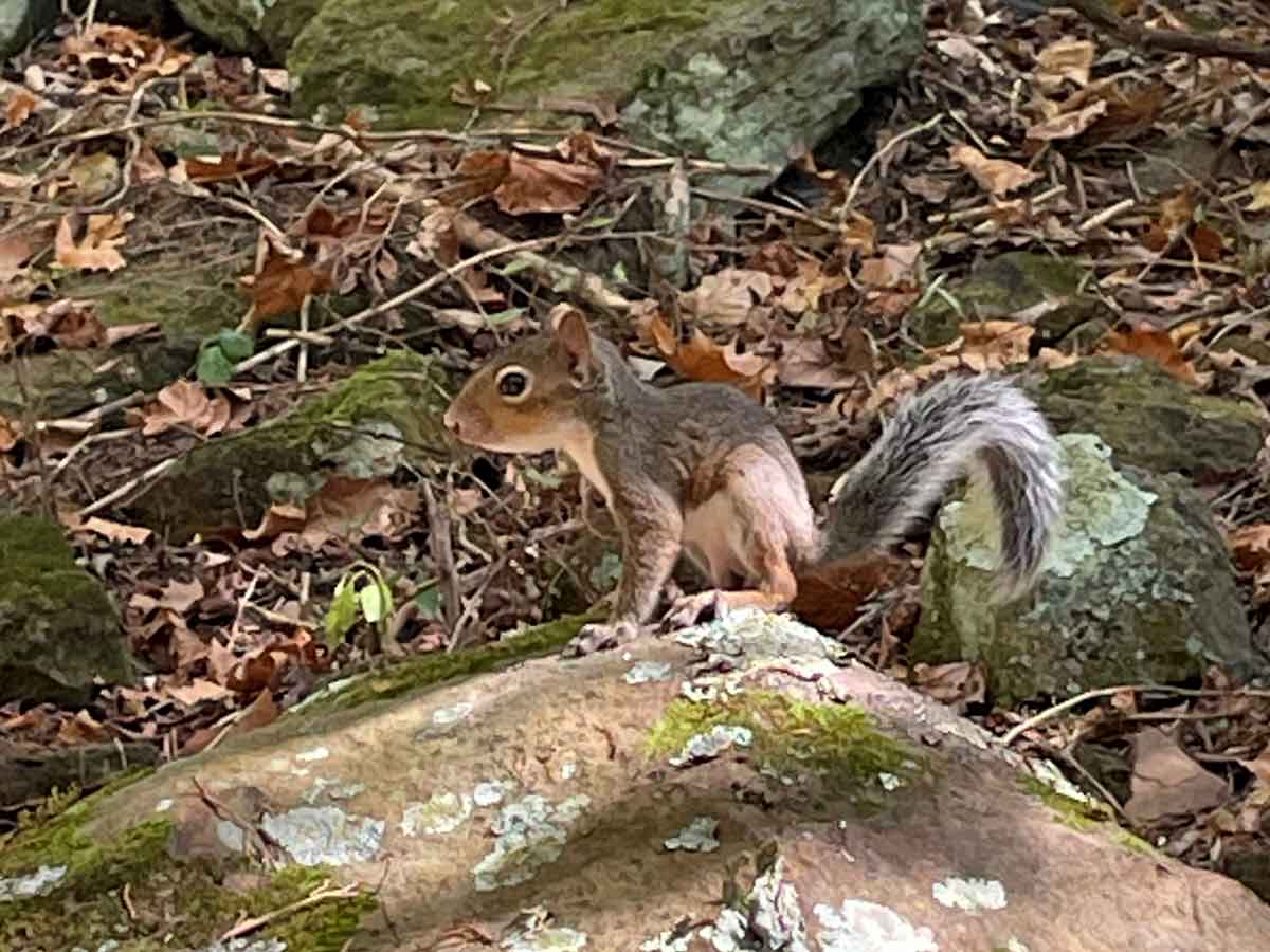 Young squirrel visitor.