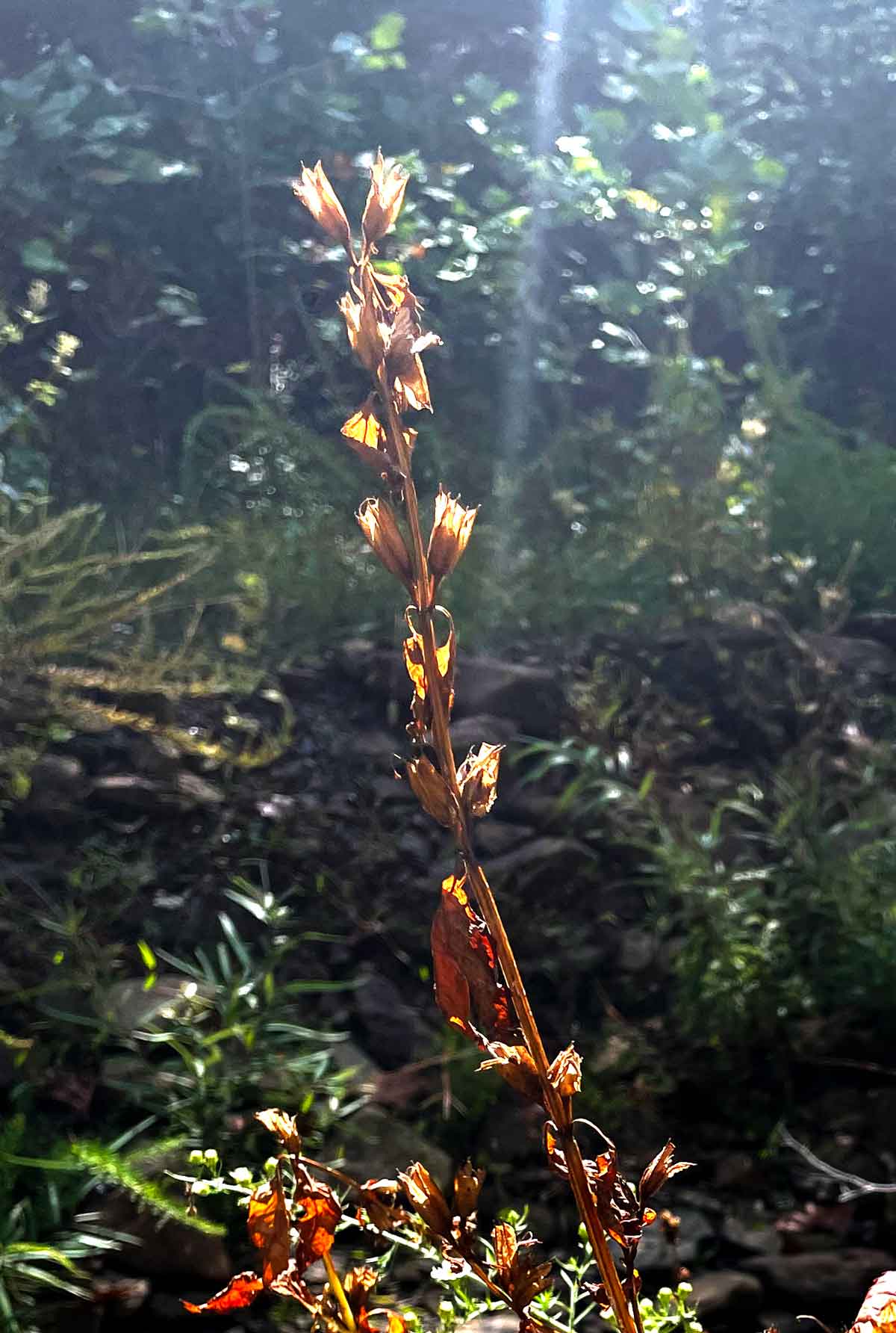 Dried flower stalk along the creek.