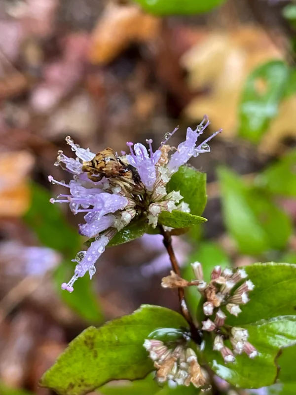 Flowers of stone mint.