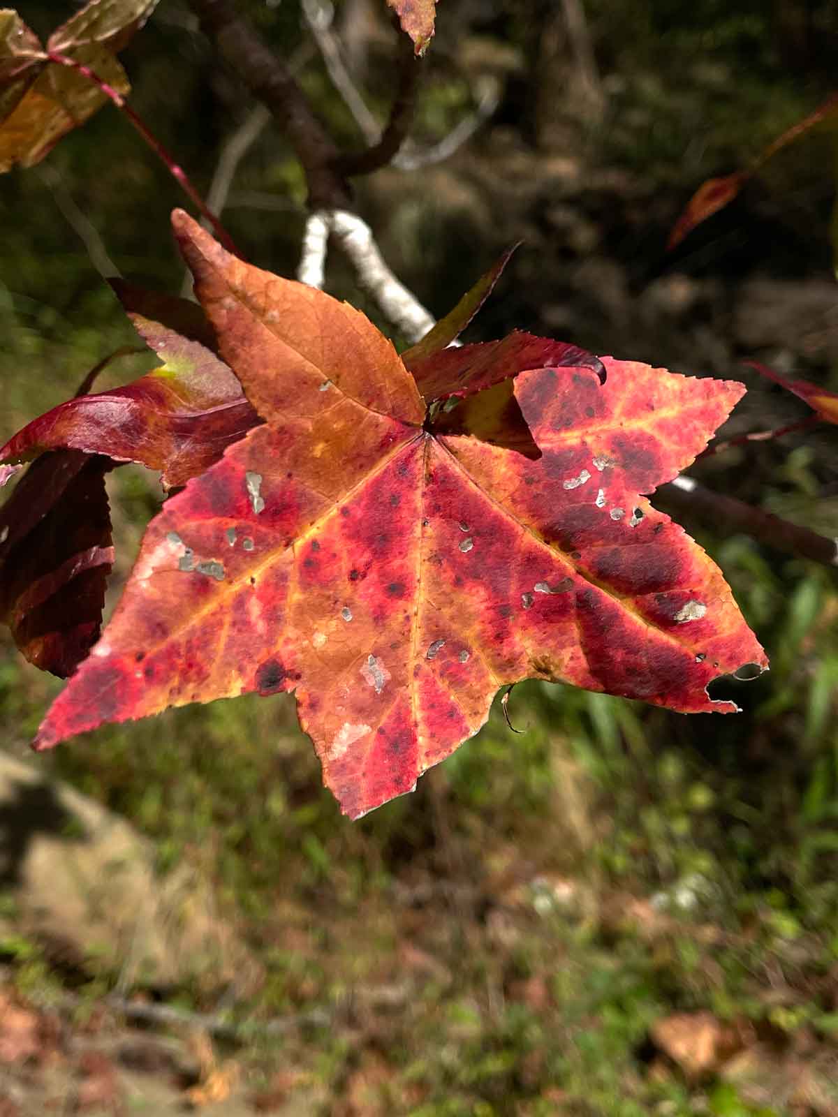 Sweet gum always makes nice color.