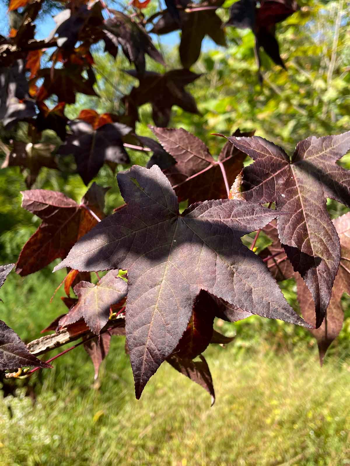 Winged sweet gum are some of the first to show up on the Wild Ozark Color Watch.