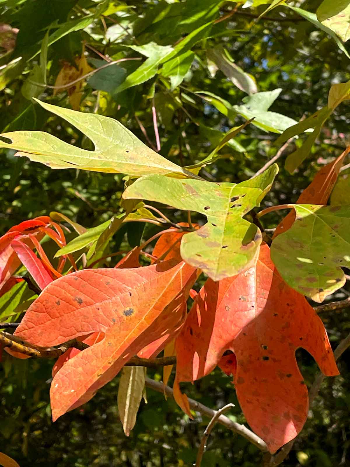 Sassafras is a dependable orange for my Wild Ozark Color Watch every year.