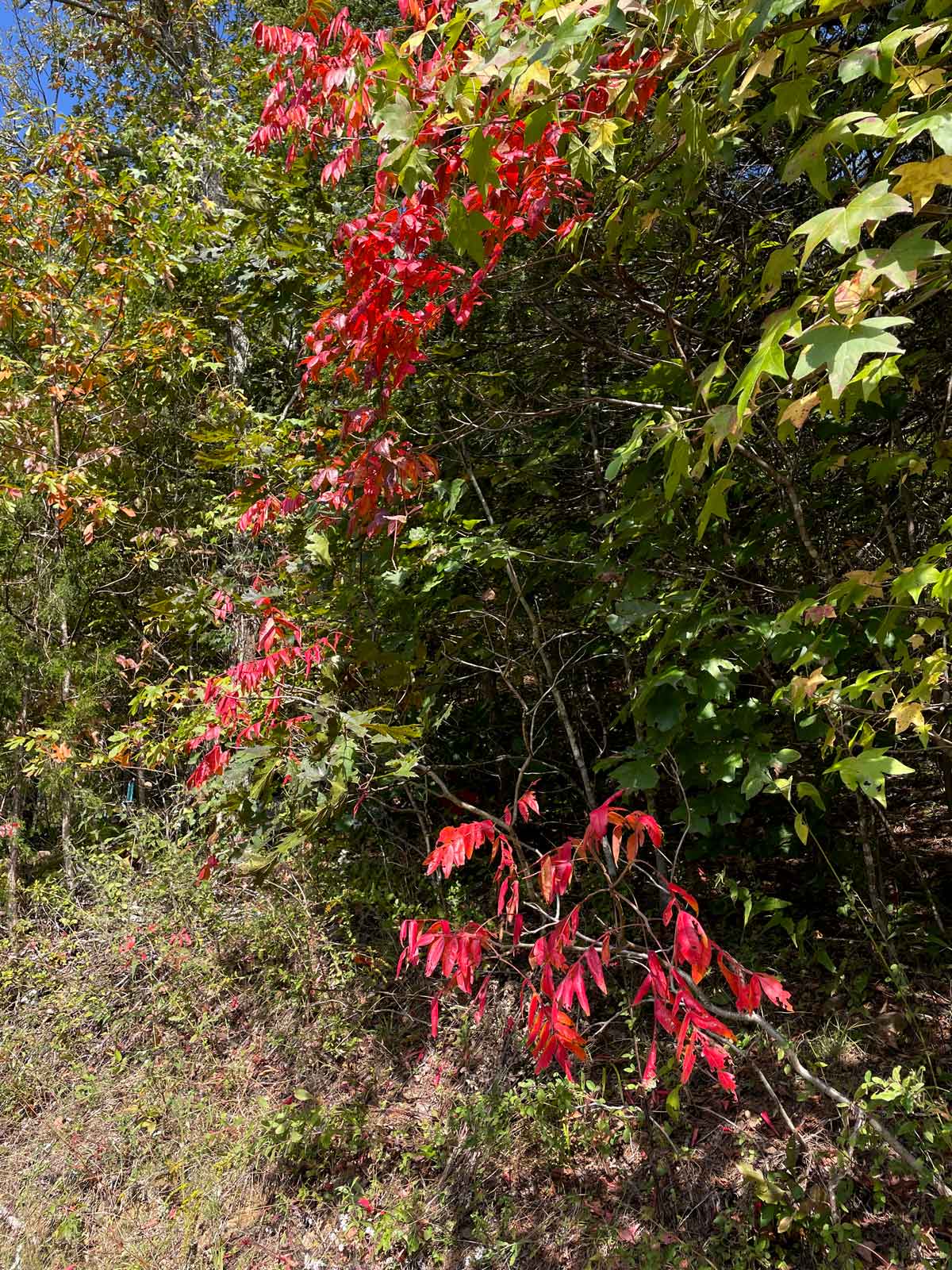Sumac turns a brilliant red in early fall.