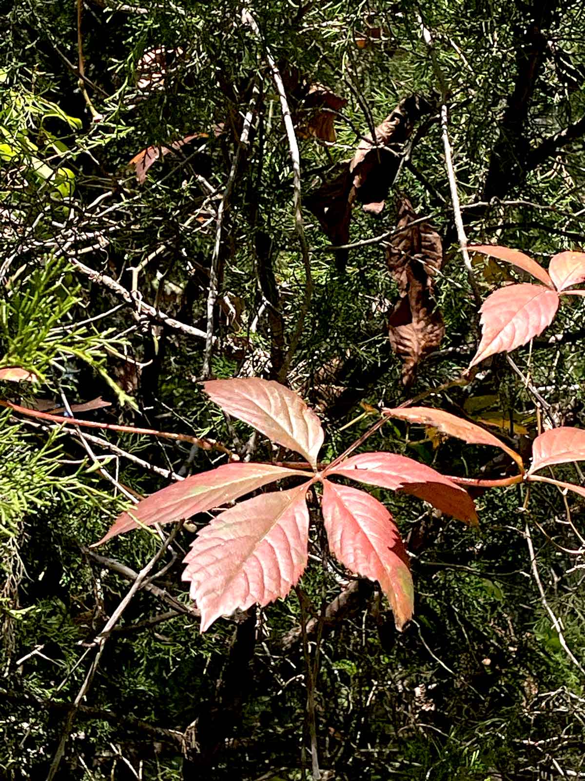 Virginia creeper for the early Wild Ozark color watch.