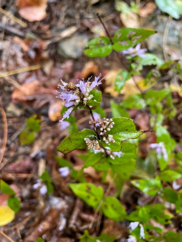 American dittany, stone mint, or Cunila origaniodes that I saw on the way to see if the bear chewed our water line.