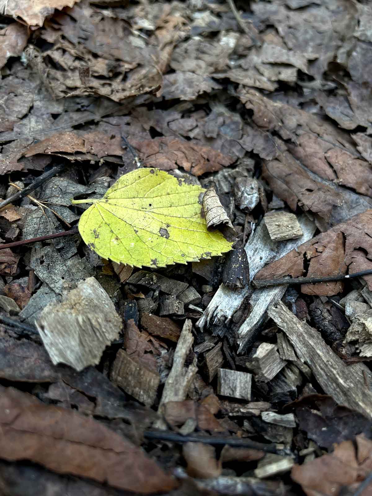 A brilliant chartreuse leaf.