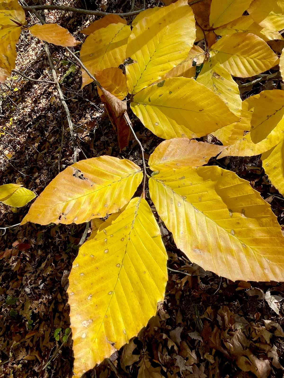 Beech tree leaves are at their peak of golden splendor in November in the Ozarks.