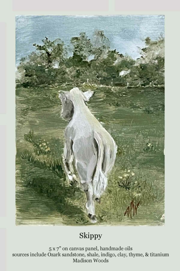 Skippy, a painting of a white calf by Madison Woods.