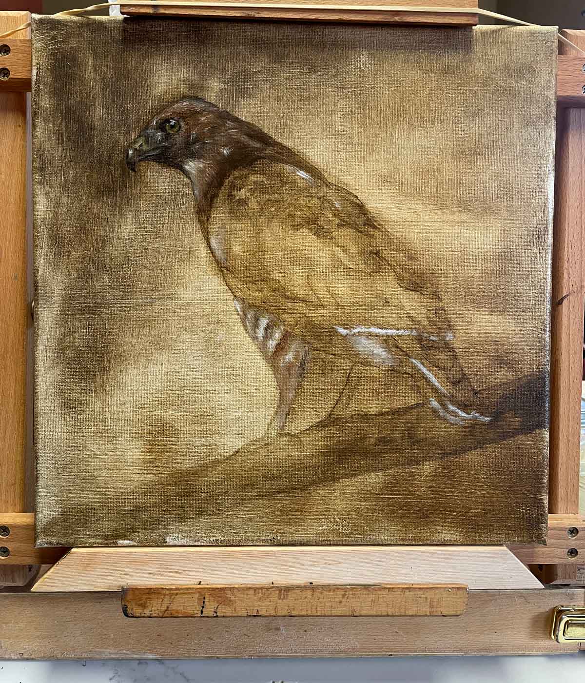 Broad-winged hawk on the easel 1/2024