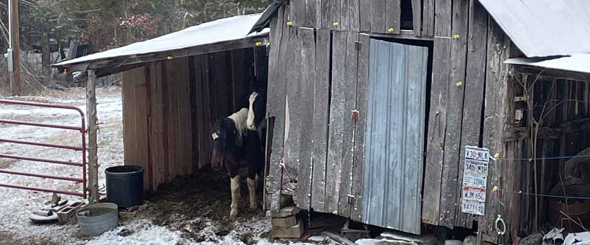 Windbreak for the Horses