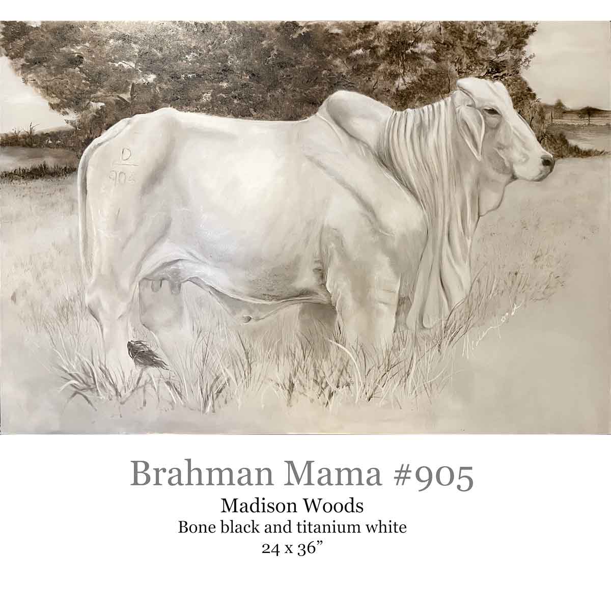 A portrait of a brahman cow.
