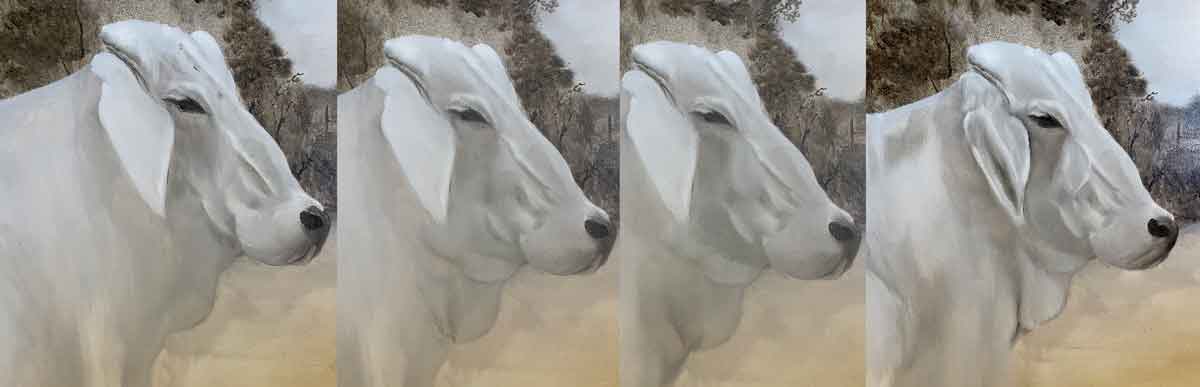 Painting evolution of a Brahman cow's face.