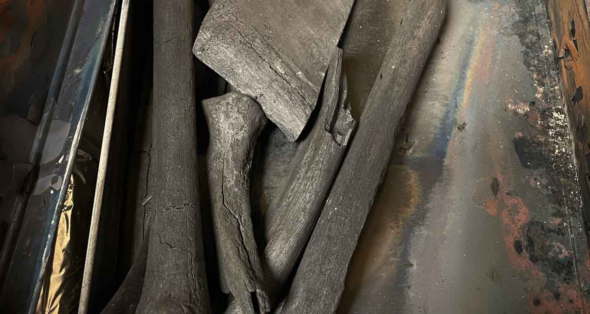 Charred bones for making bone black oil paint.