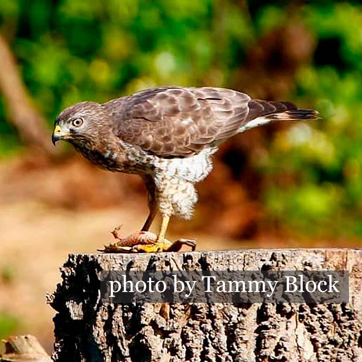 The reference photo of a broad-wing hawk by Tammy Block.