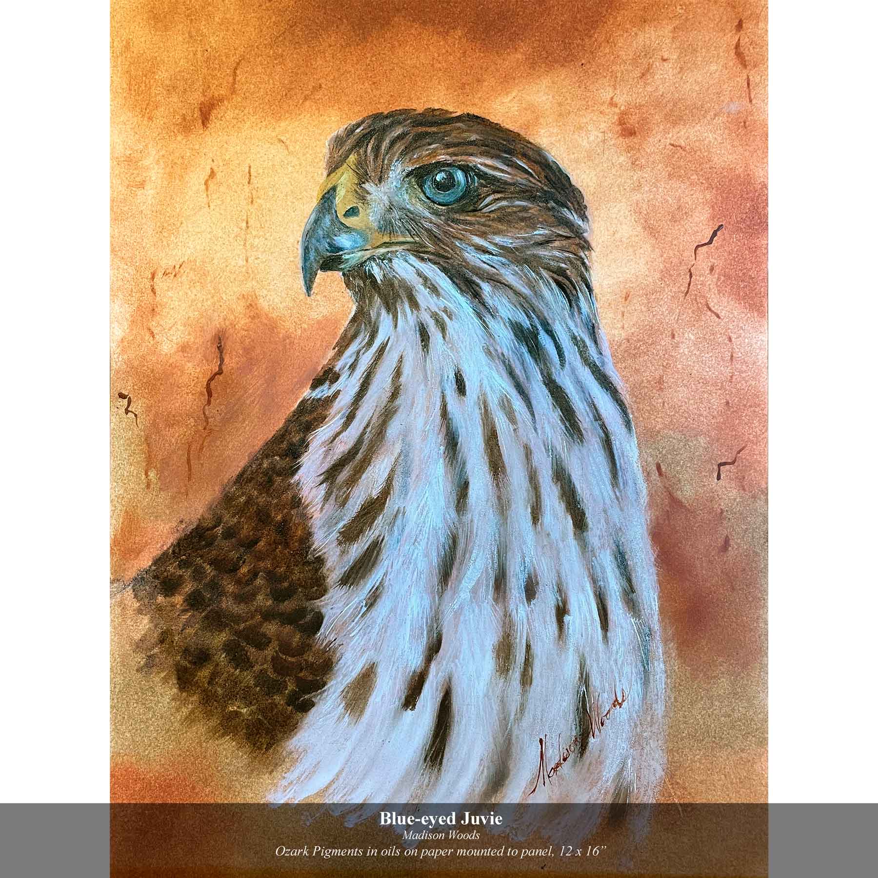 A painting of a Cooper's hawk by Madison Woods.
