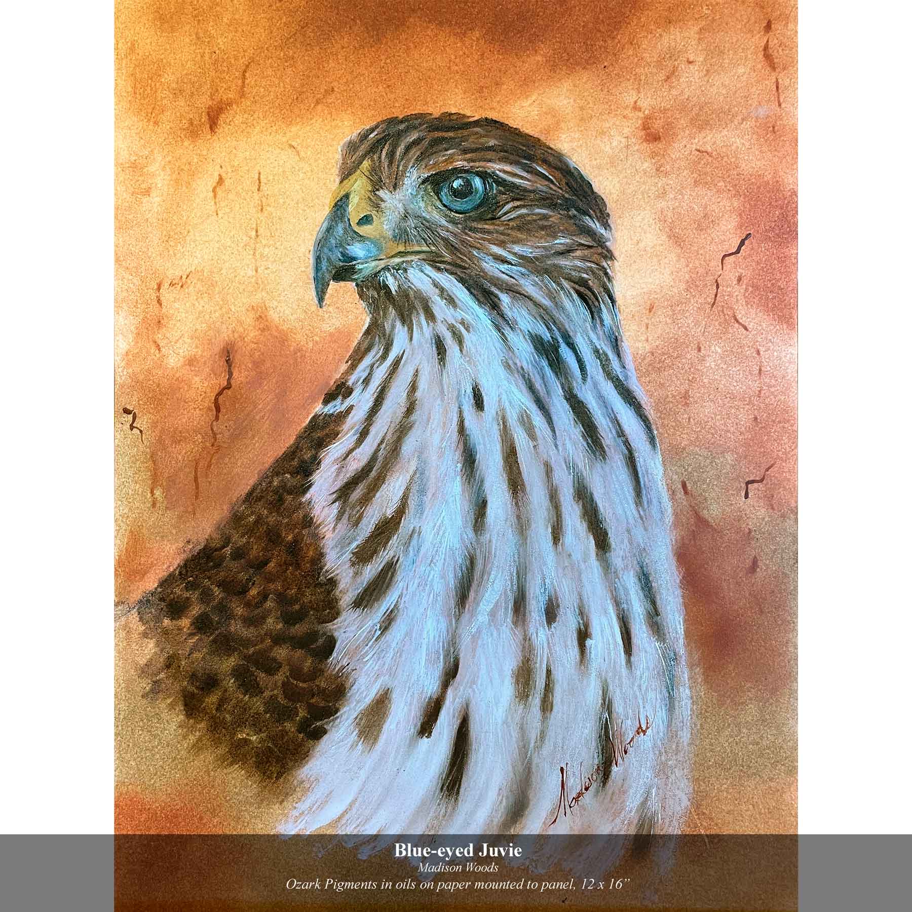 Cooper’s Hawk | a Blue-eyed Juvenile