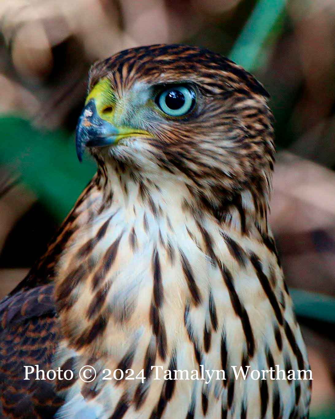 A photo of a Cooper's hawk by Tamalyn Wortham.