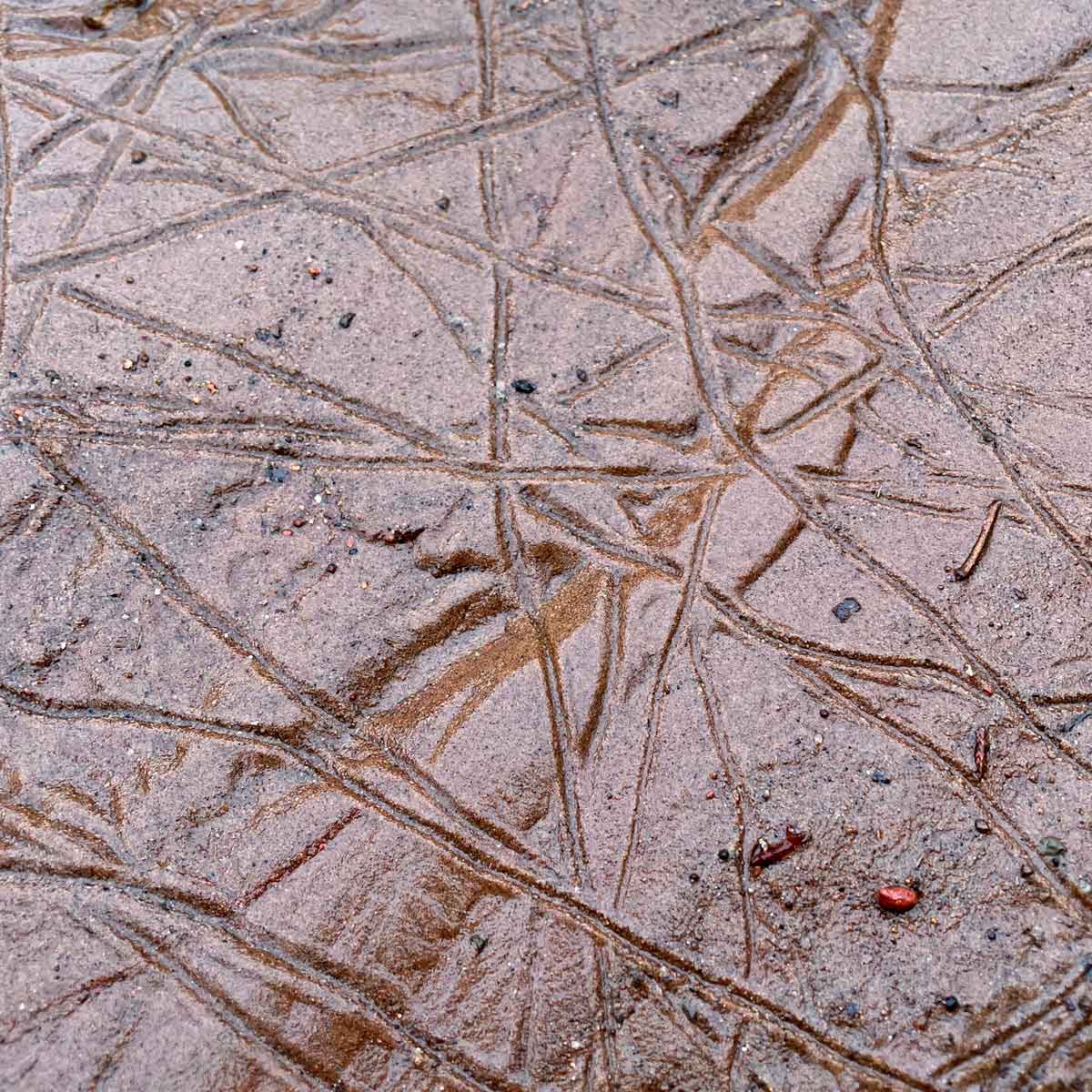 These trails in the soft ground have always been a sort of nature mystery to me.