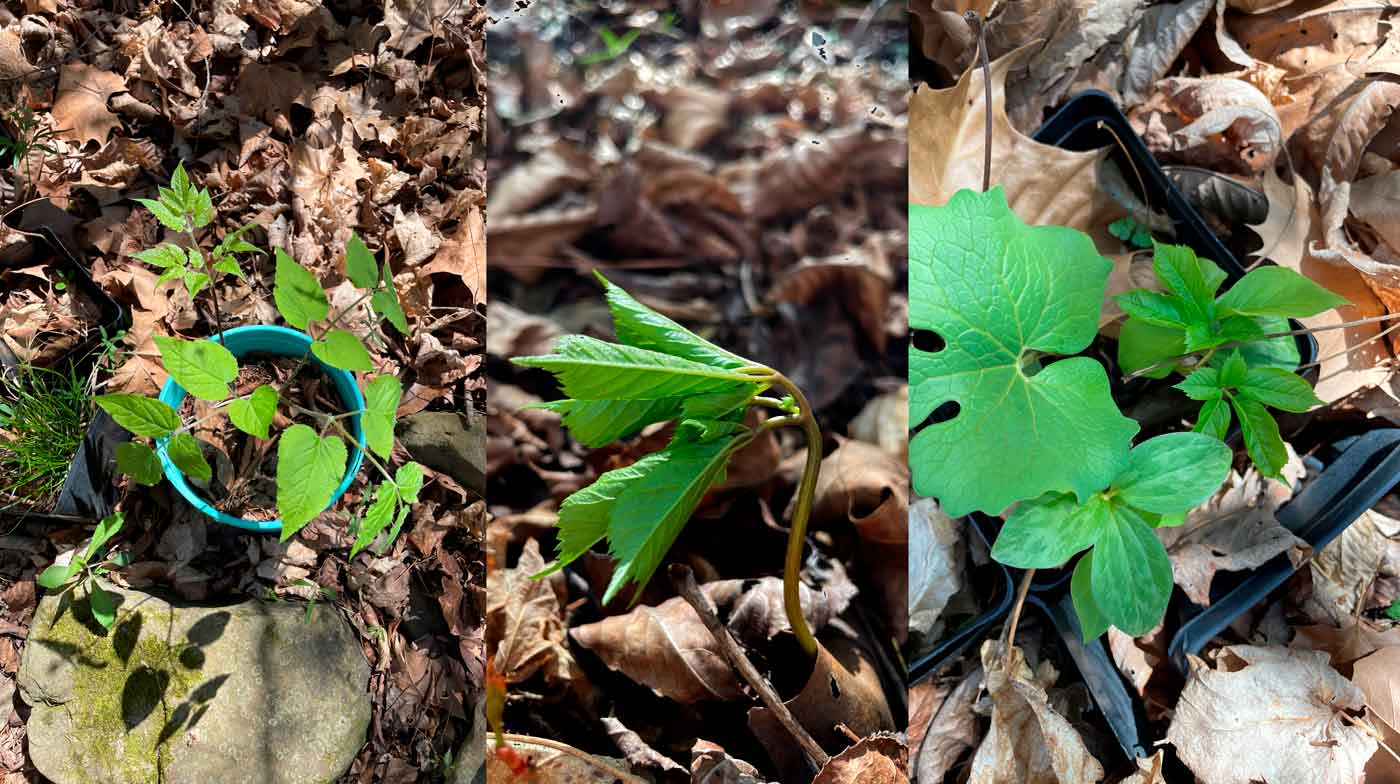 Ginseng Unfurling 2024