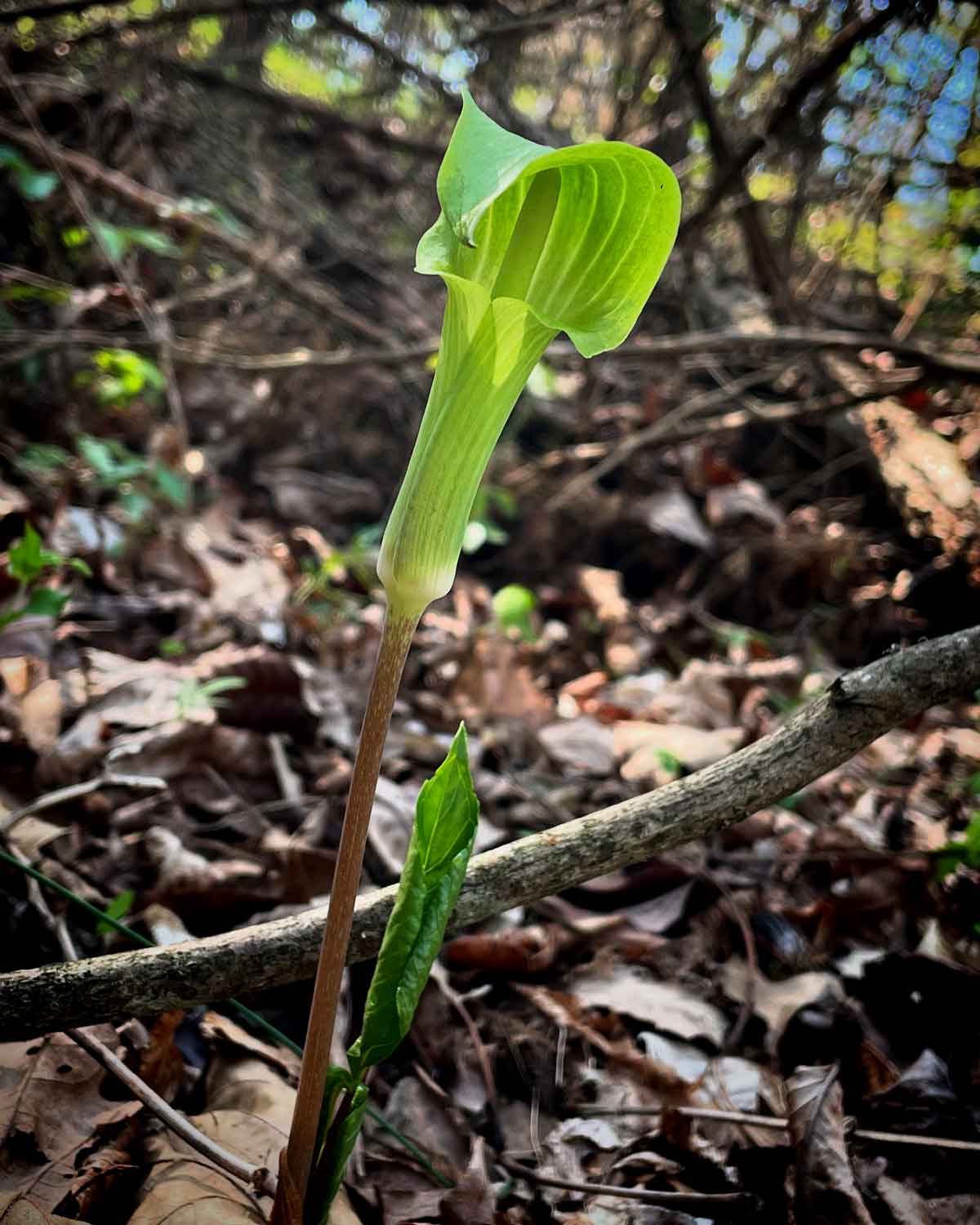 A jack in the pulpit, the first I've noticed so far this season.