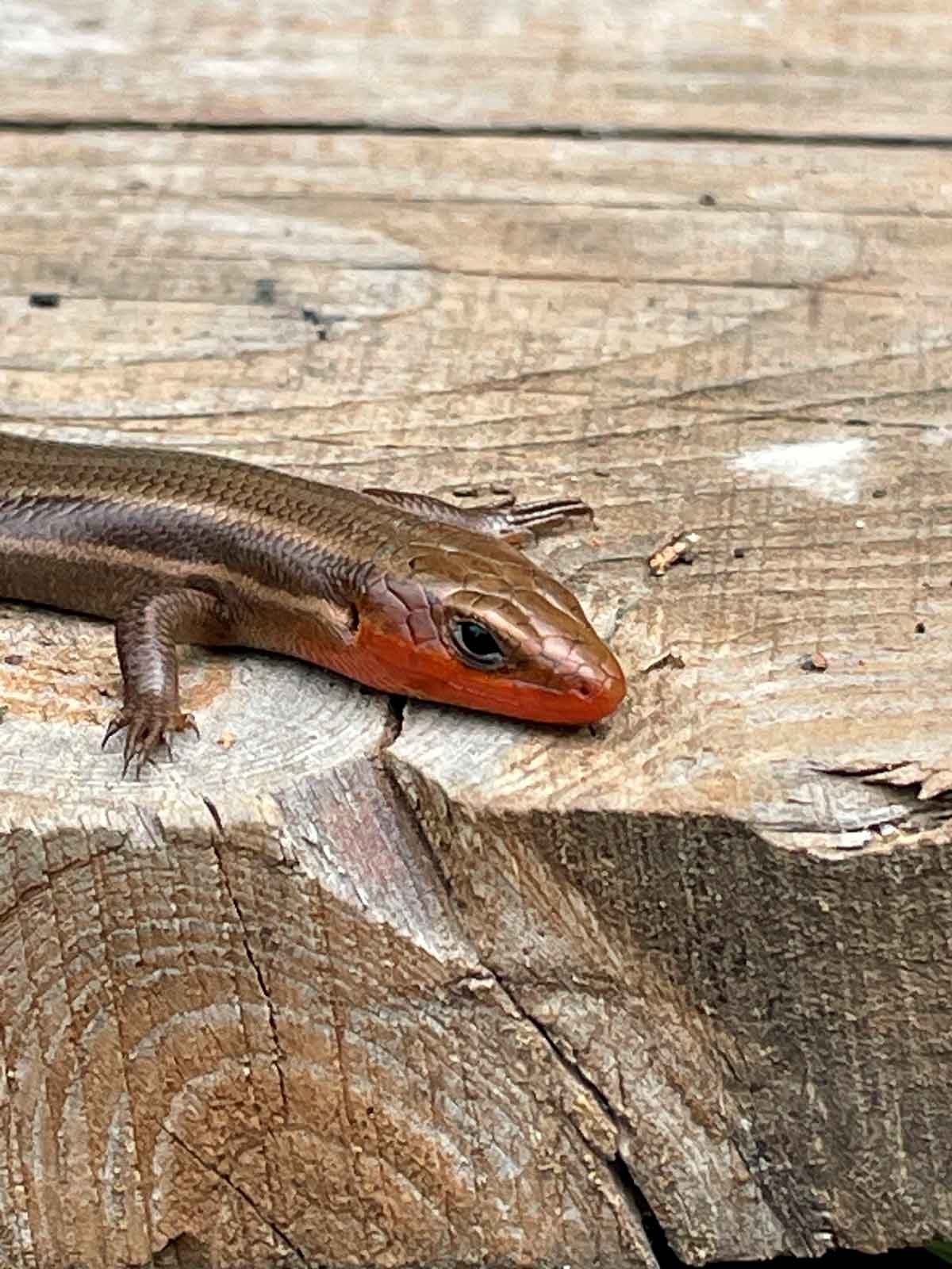 A 5-lined skink during mating season.