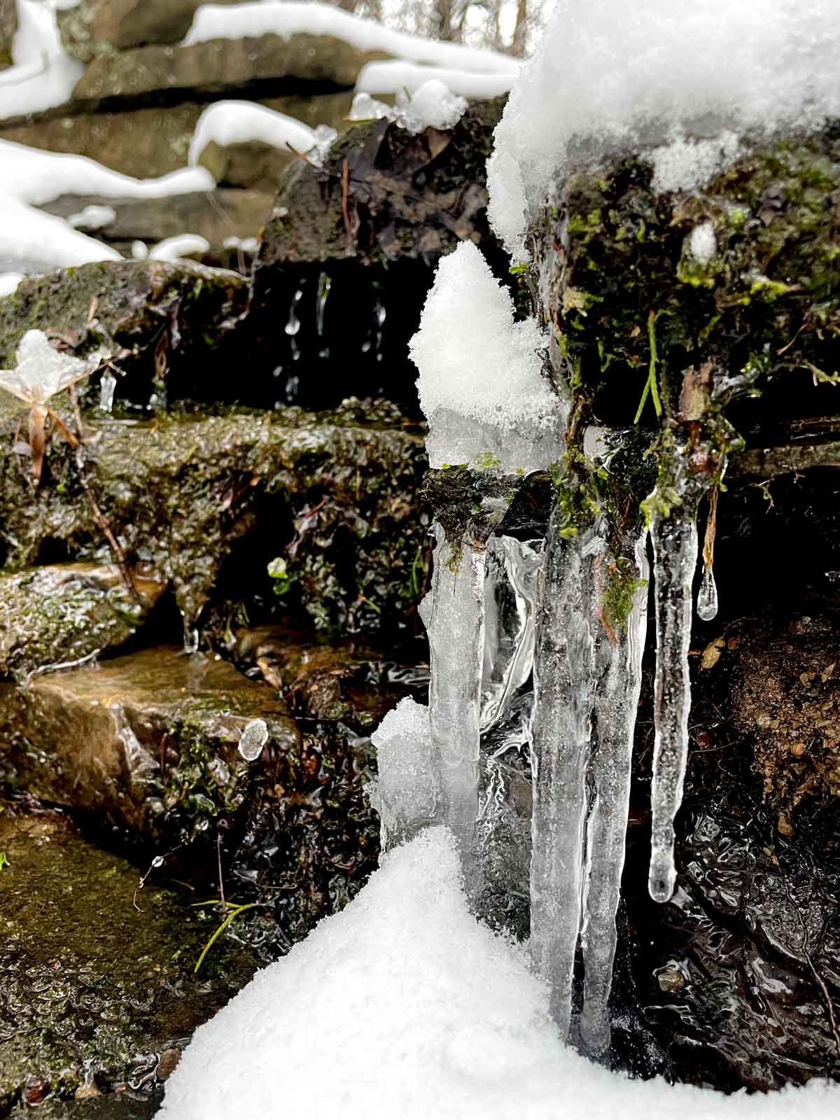 Snow Days at Wild Ozark