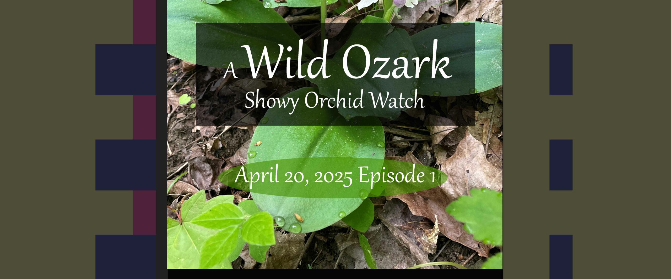 Showy Orchid Watch